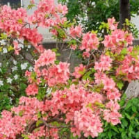 　我が家の庭のツツジたち・・