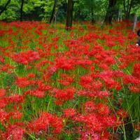 埼玉県、日高市、巾着田彼岸花