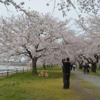  舟川べり桜画像