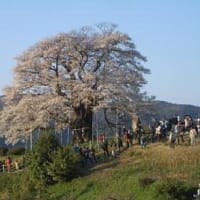  醍醐桜　（岡山県真庭市別所）　/　　コンデジ撮り
