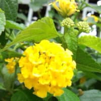 馬堀海岸の花たち