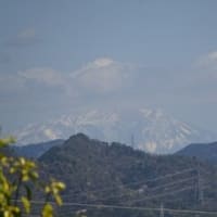 白いイワカガミが咲く鬼飛山～八坂山～大谷山 3