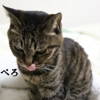 Ameba更新しました