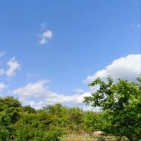摘果に明け暮れる日々