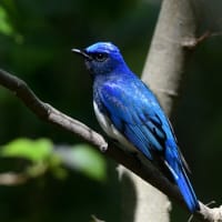 オオルリ　輝く