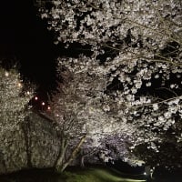 玉城町「田丸城の夜桜」見てきました～(^^)