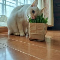 まぁるい