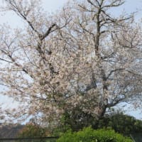 巨木になった「大島桜」は満開が遅いです、季節は八重桜の時期です