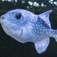 淡島水族館2Fの生き物　FILE:2 海水浴場で見られる魚