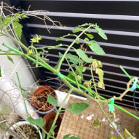 摘芯プチトマト植え