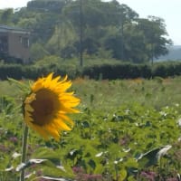 念願のチェロリサイタル🎻✨