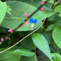 ６．3 雨の日は水墨画の景色　＆　ミズヒキの丸い葉っぱ