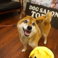 【２０２５年６月２５日・チャッピー】