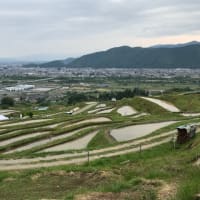 棚田にて