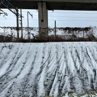 今年初めての積雪？　寒い1日です！