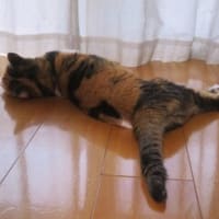「猫デリバリー」