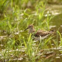 07/05お気に入りの野鳥-4（アメリカウズラシギ）
