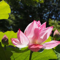 大船フラワーセンター６月の花散歩