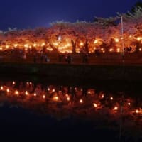 祭り提灯の下で “夜桜” を楽しむ．．．