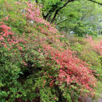 長峰公園のツツジ