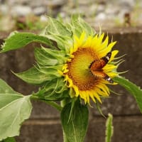 畑の様子とツバメの巣