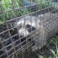 アライグマを捕獲