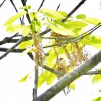 今季のキビタキくん、ようやくお初の顔見せね