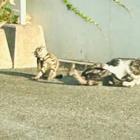 夕方は暑さも和らいできたからねぇ😺