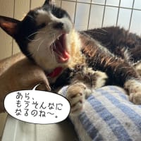 チビちゃんの一周忌