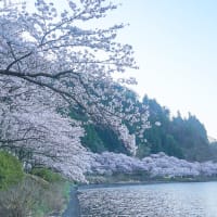 湖畔の桜だより　By空倶楽部