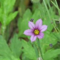 6月の花 5（千鳥が池付近）
