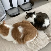本日の猫たち#227