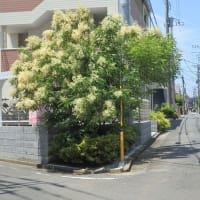 三差路の角に咲く花白き泡（浅間神社近く）