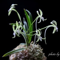 富貴蘭「翡　翠」の花(過去の画像倉庫から)