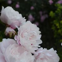 ５月に写したお花