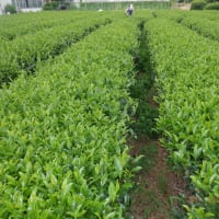 　お茶畑手伝い　朝野菜収穫4種類（写真忘れ）