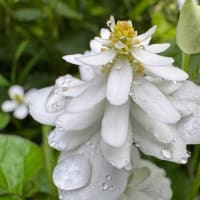 野生の花　　その5