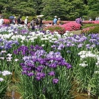 古稀の色（こきのいろ）