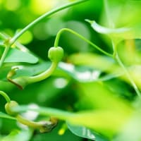 ウマノスズクサとジャコウアゲハの幼虫（板橋区立赤塚植物園 2025.6.21撮影）