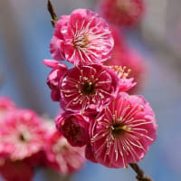 大仙公園の梅の花（２０２５年２月２３日）
