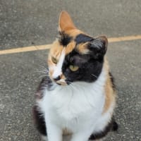 出会った三毛猫