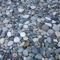 大磯照ヶ崎海岸～アオバト飛来