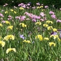 上尾丸山公園　花菖蒲