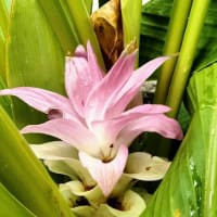 綺麗に花開いたのに誰にも見られることもなく・・