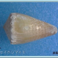 ニセイボシマイモ