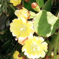 サボテンの花