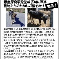 チラシを作りました: HELP！東日本大震災の被災動物たち／JAVAスタッフブログより