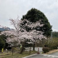 熊野桜満開と近況