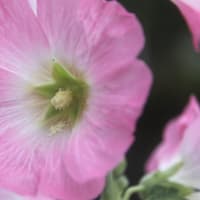 折々の写真＆雑感 539