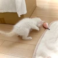 保護猫生活10日目　ダイソーのネズミおもちゃ